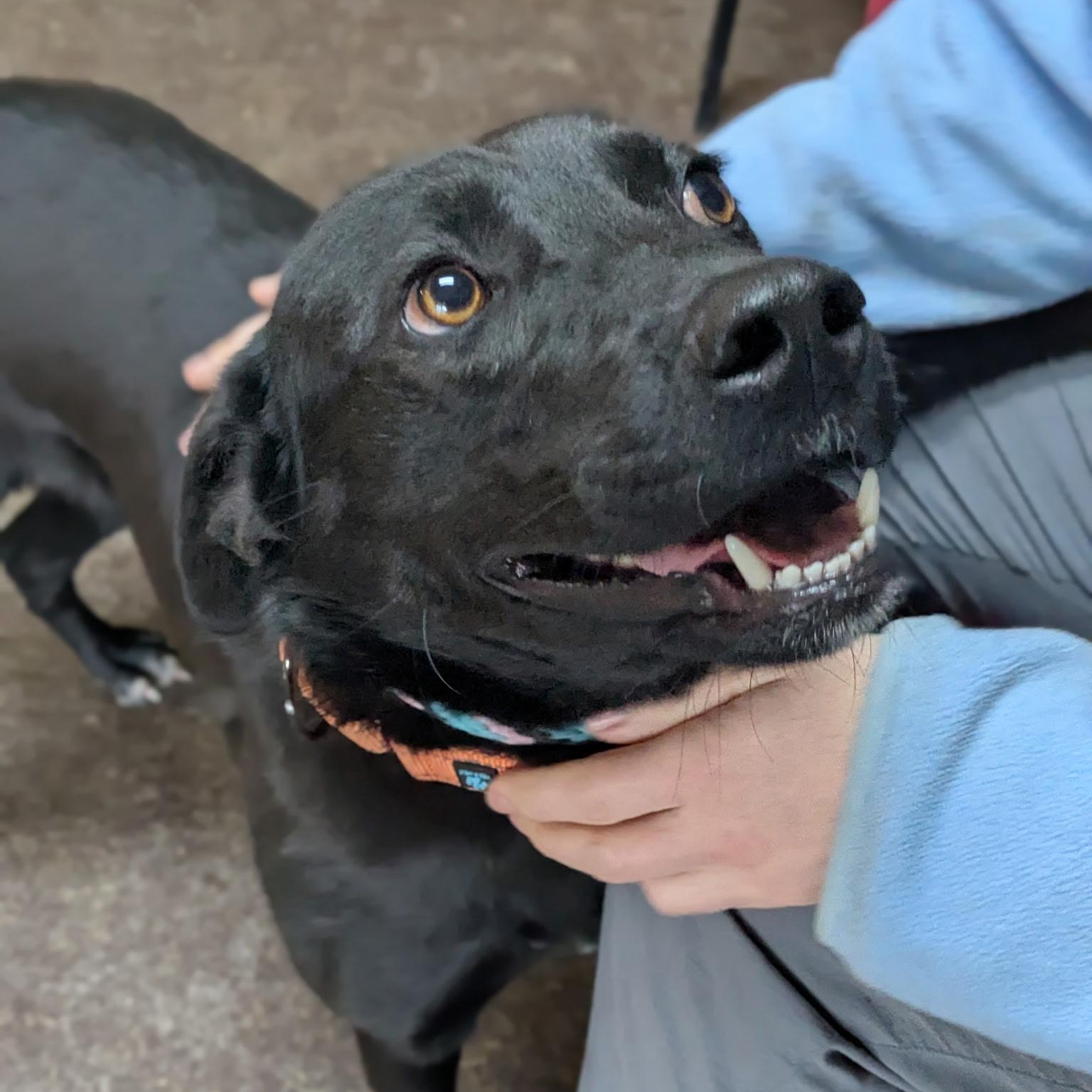 Enlarge Peaches, a ADOPTABLE mixed breed in Williston, VT image 3/6