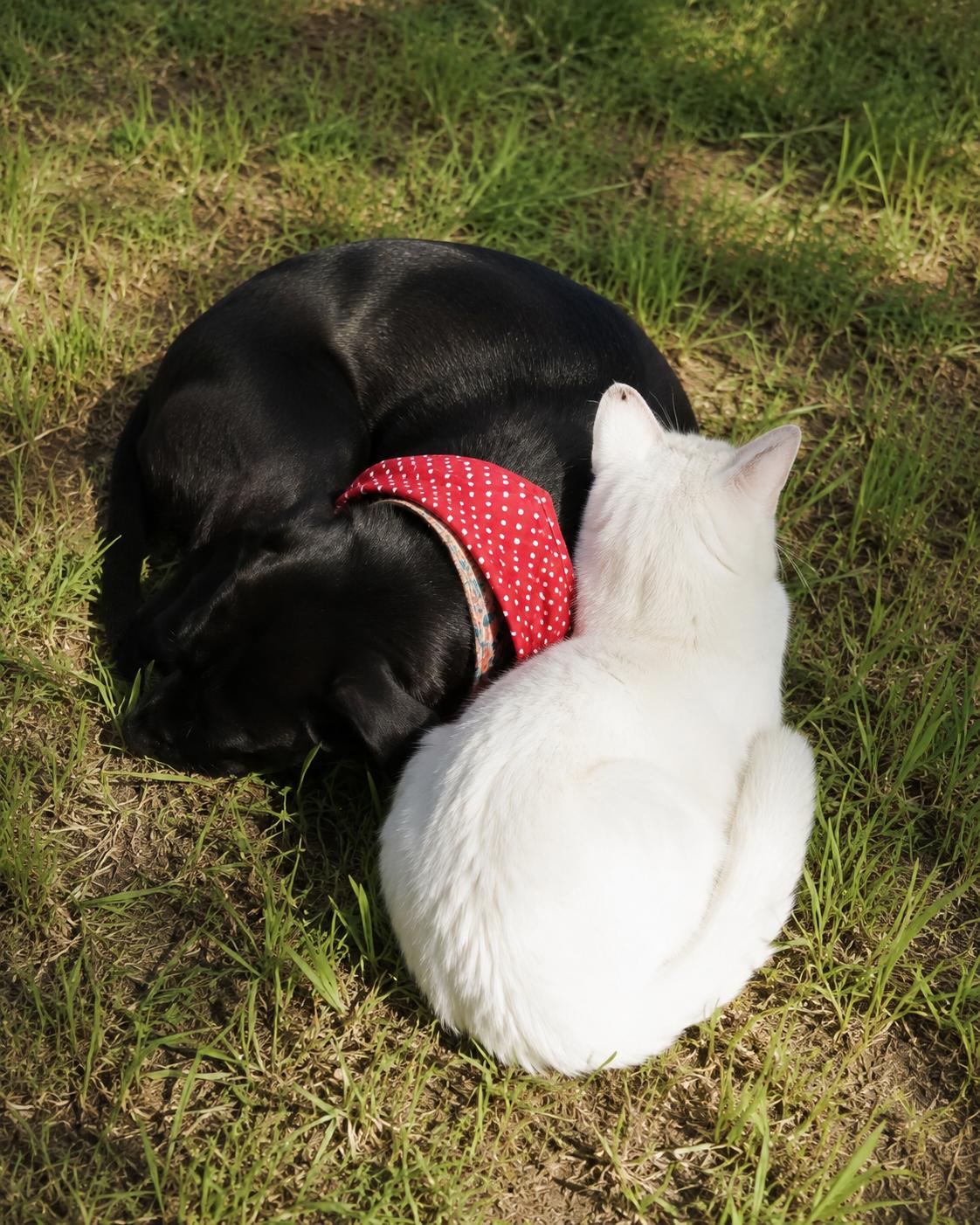 Enlarge Carly, a Adoptable mixed breed in Portland, OR image 2/5