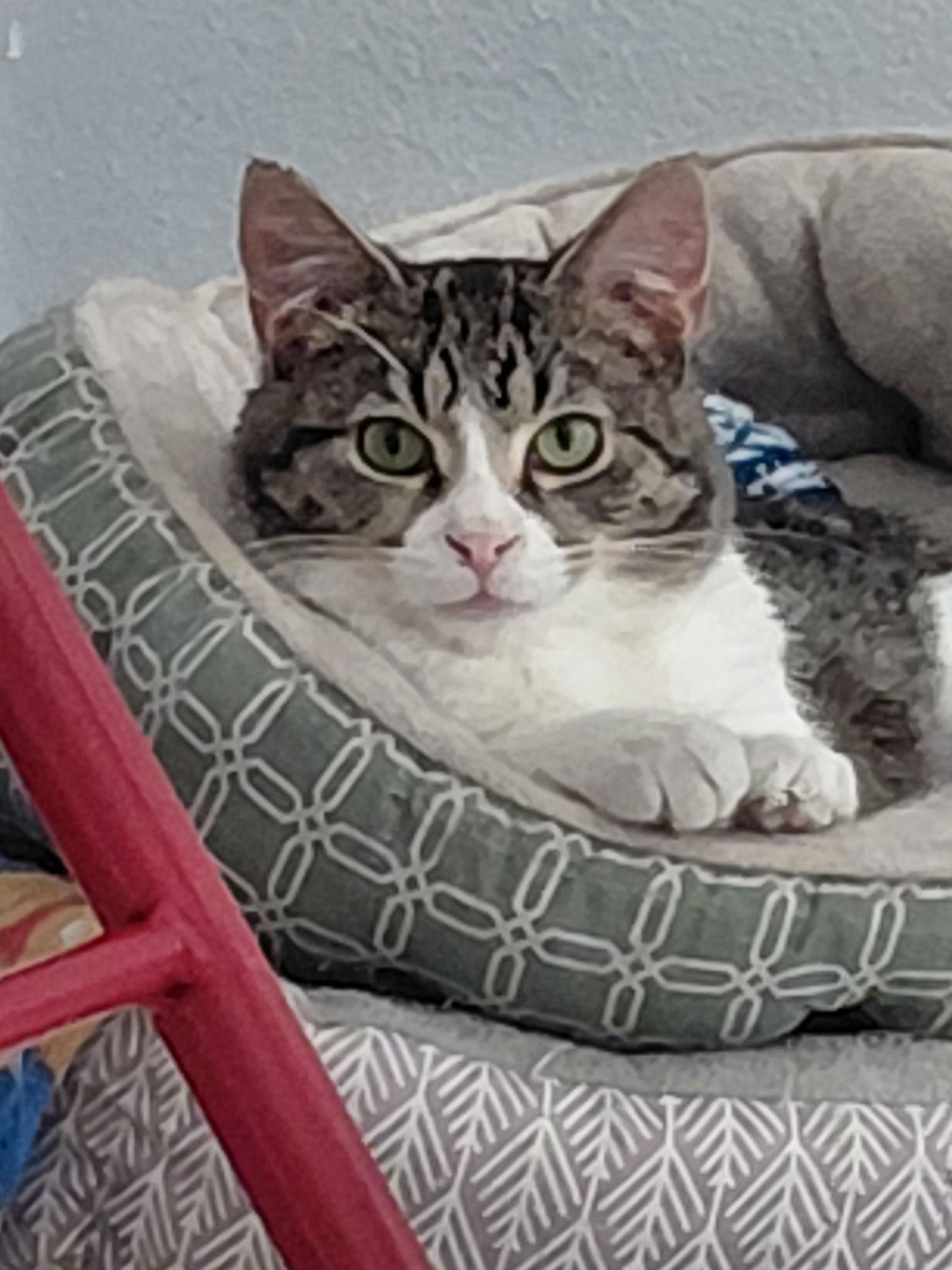 Kenny, Adoptable, Young Male Domestic Short Hair & Tabby.