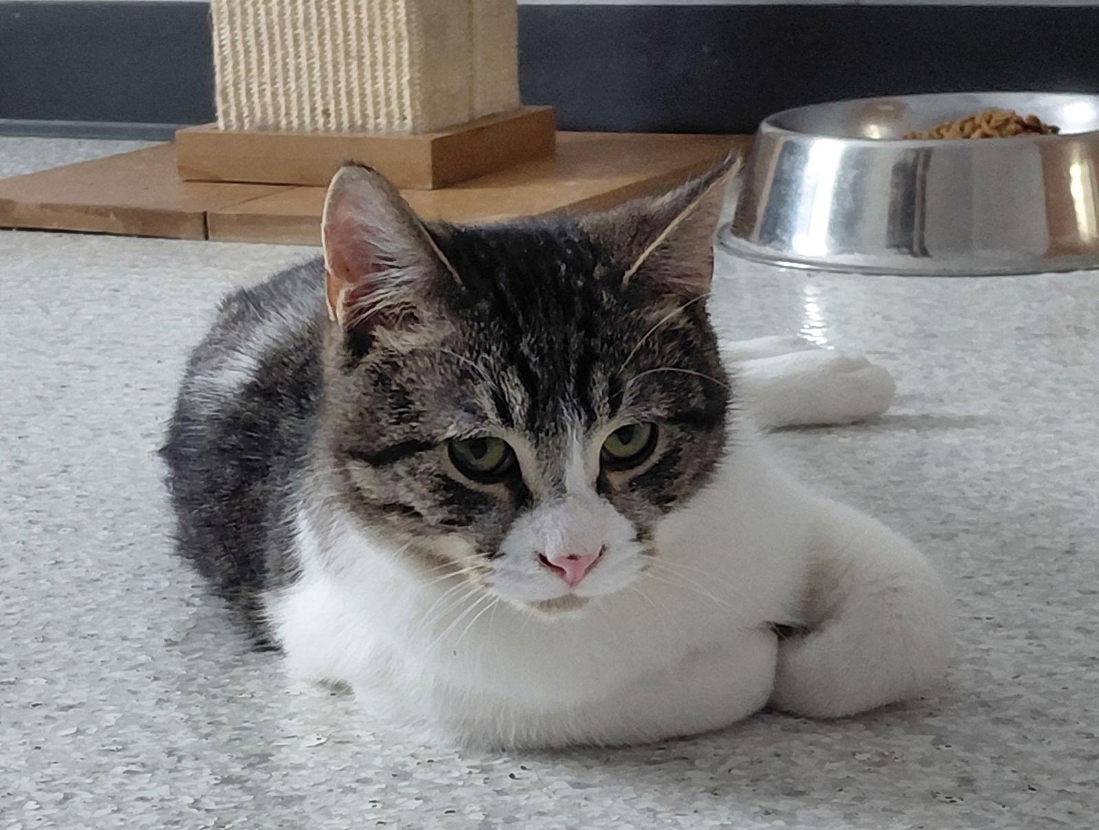 Enlarge Kenny, a Adoptable mixed breed in Montello, WI image 2/3