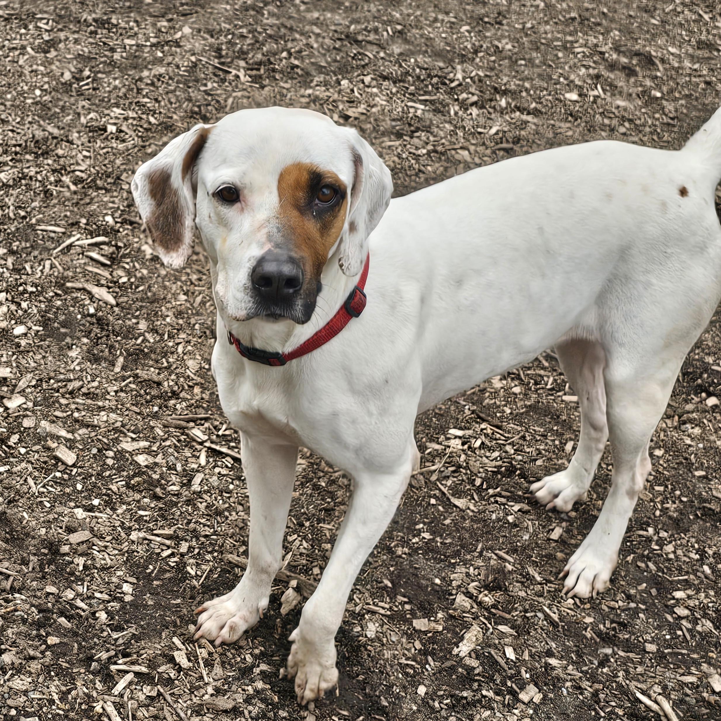 Harlequin (and Dot), a Adoptable mixed breed in Ringwood, NJ image 2/6