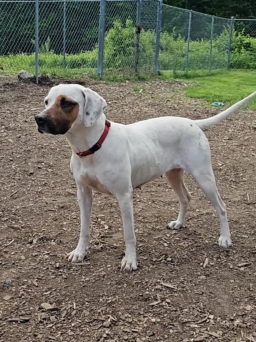 Harlequin (and Dot), a Adoptable mixed breed in Ringwood, NJ image 3/6