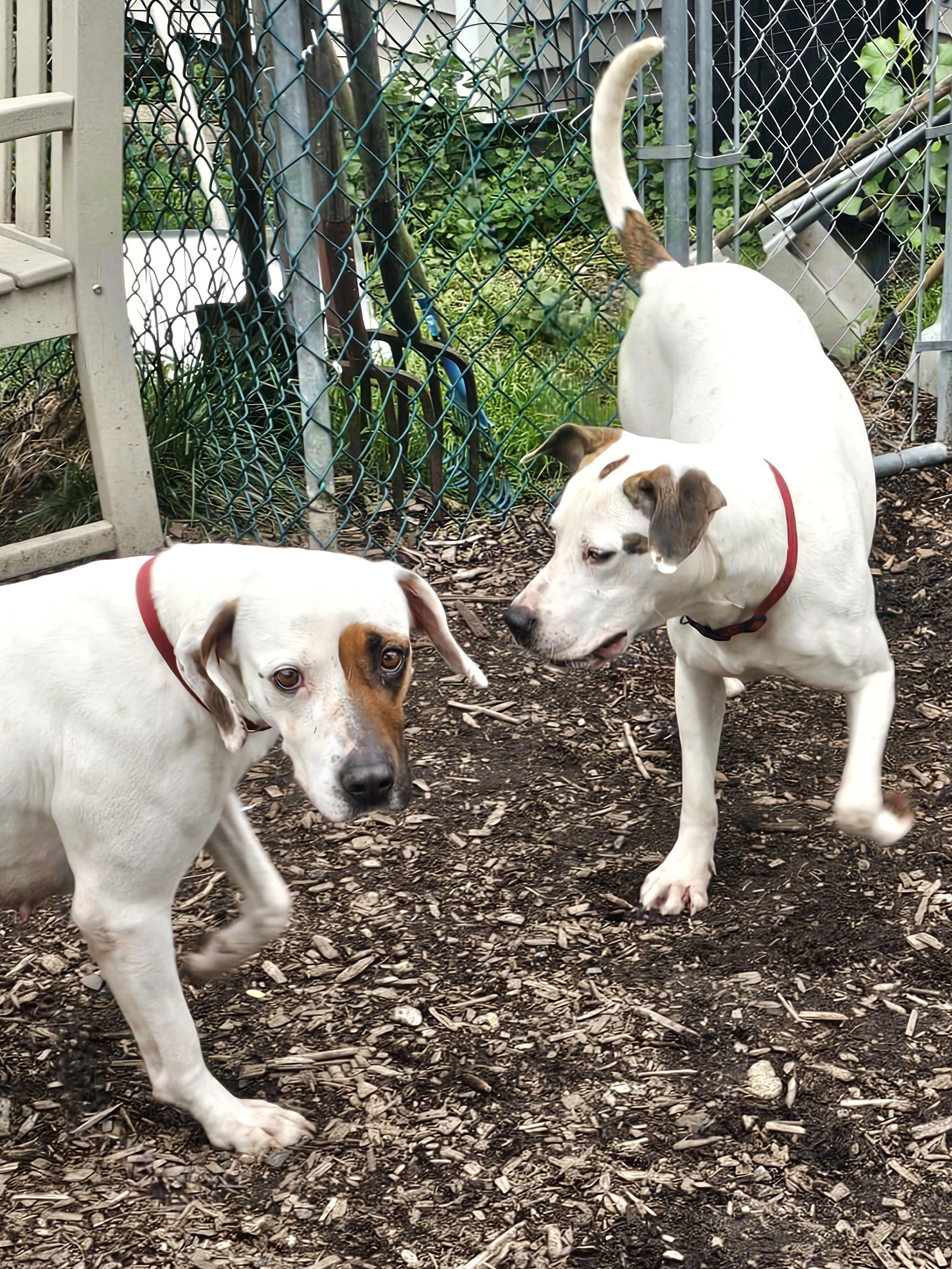 Harlequin (and Dot), a Adoptable mixed breed in Ringwood, NJ image 4/6