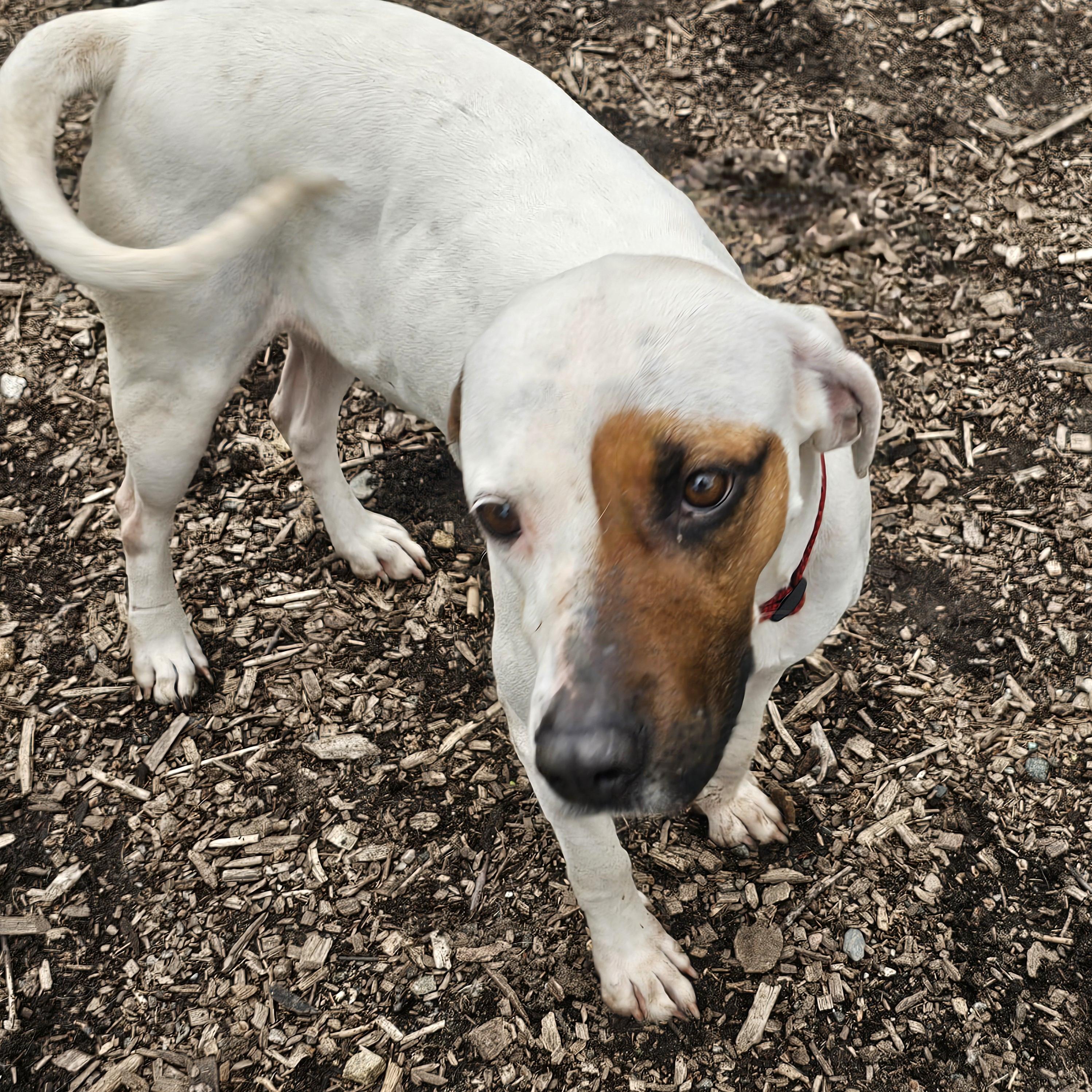Harlequin (and Dot), a Adoptable mixed breed in Ringwood, NJ image 5/6