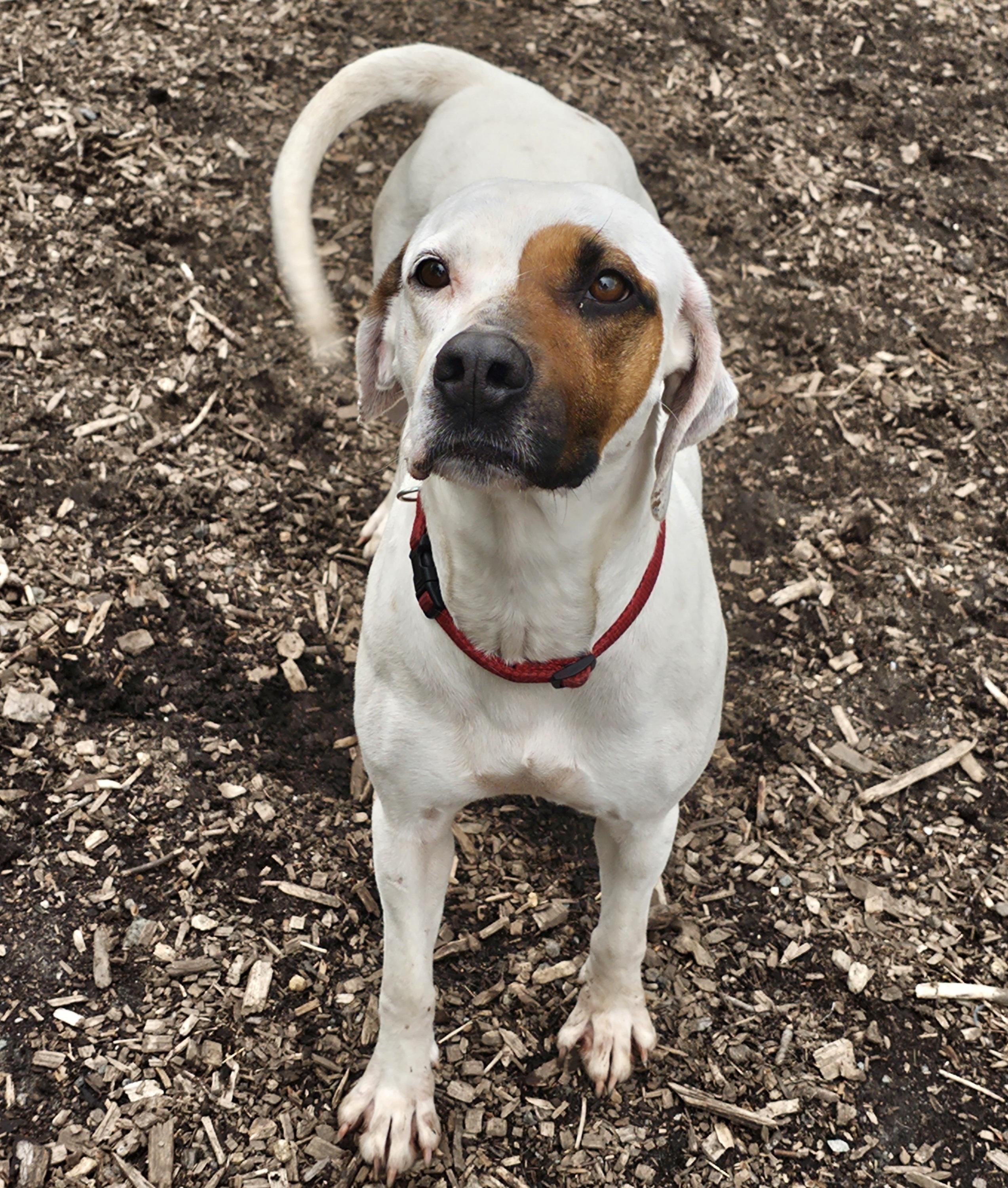 Harlequin (and Dot), a Adoptable mixed breed in Ringwood, NJ image 6/6