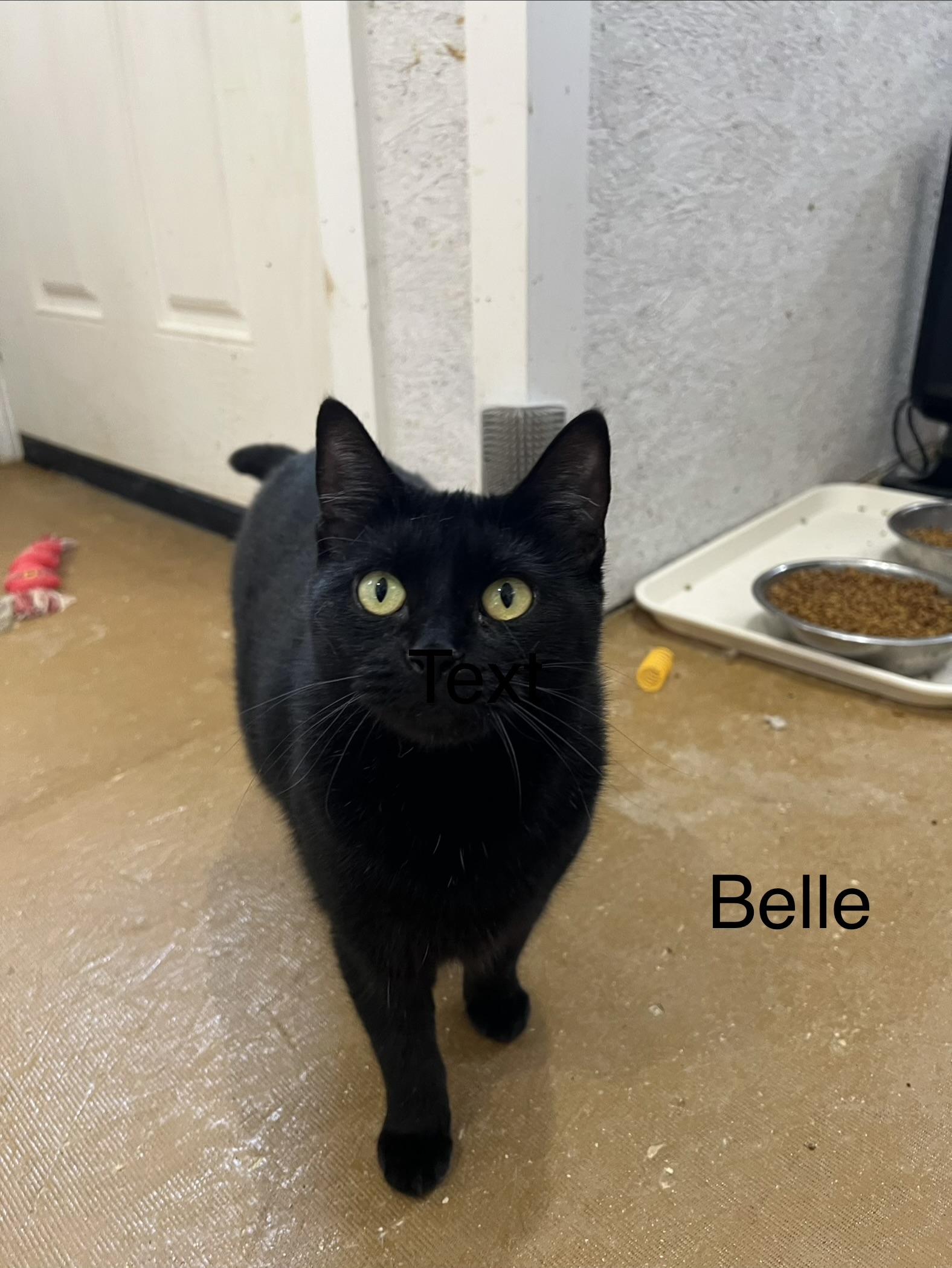 Enlarge Belle, a Adoptable Domestic Short Hair in Sneads Ferry, NC image 1/1
