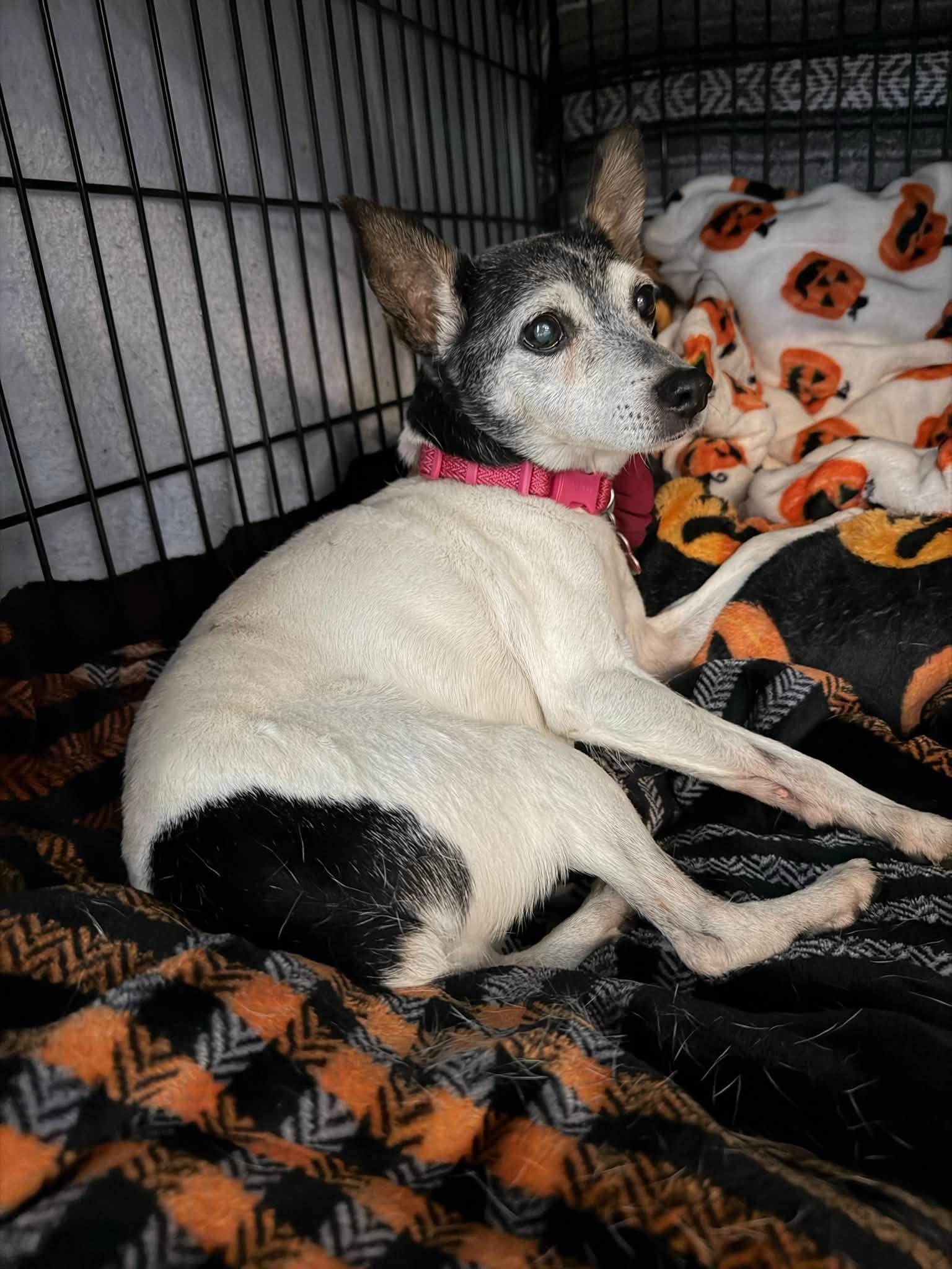 Enlarge Penny, a Adoptable Rat Terrier in Shawnee, KS image 3/4
