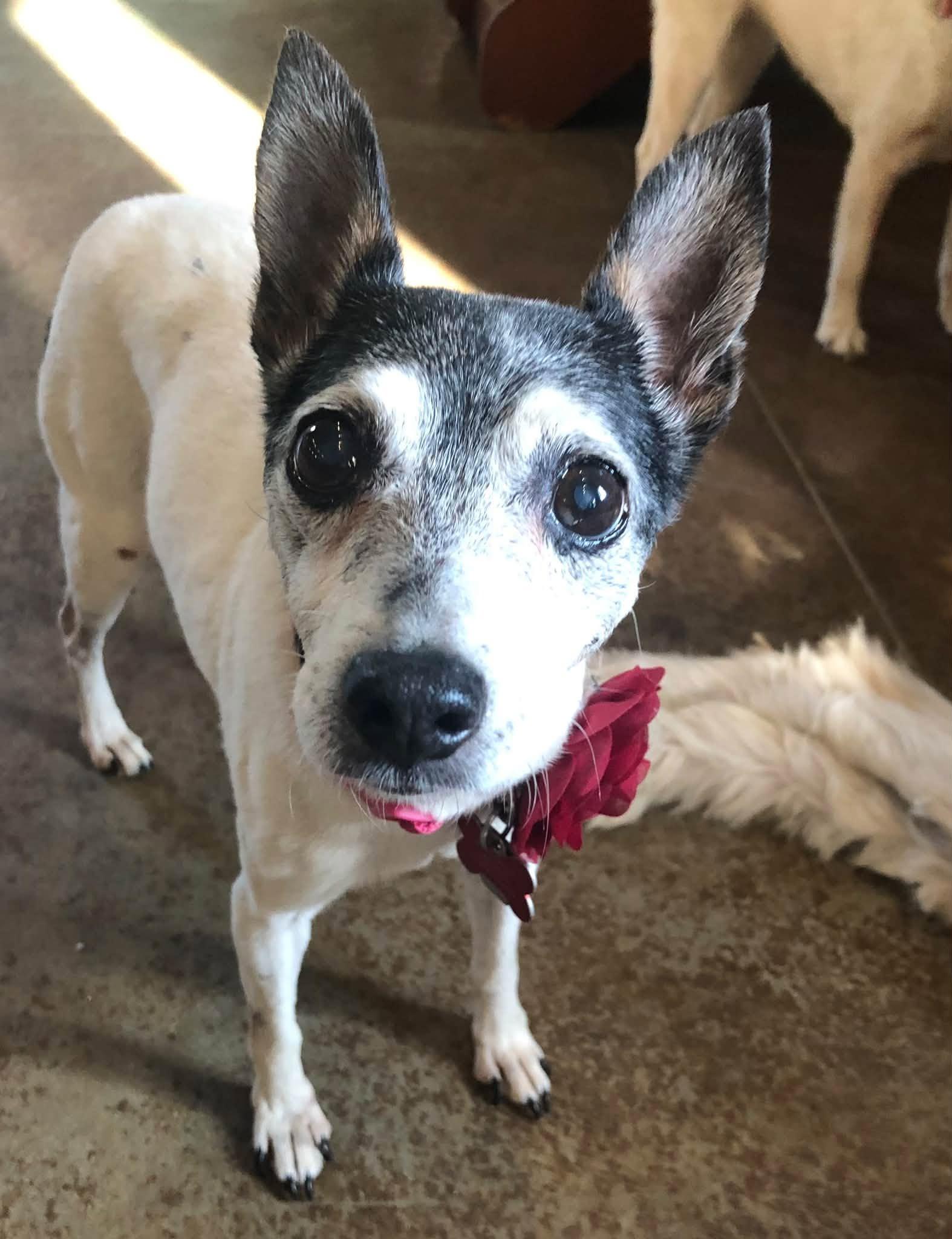 Enlarge Penny, a Adoptable Rat Terrier in Shawnee, KS image 1/4