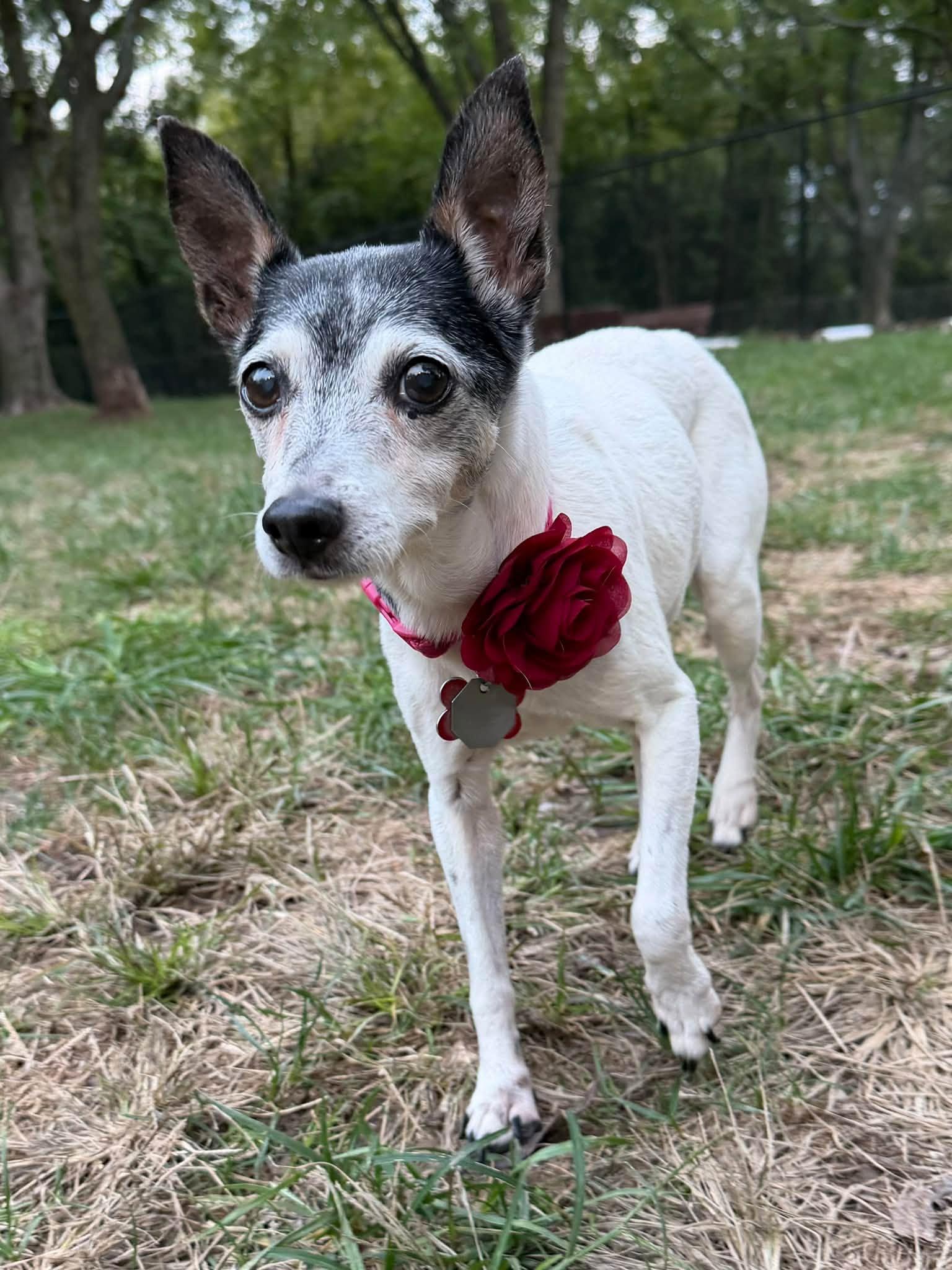 Enlarge Penny, a Adoptable Rat Terrier in Shawnee, KS image 4/4