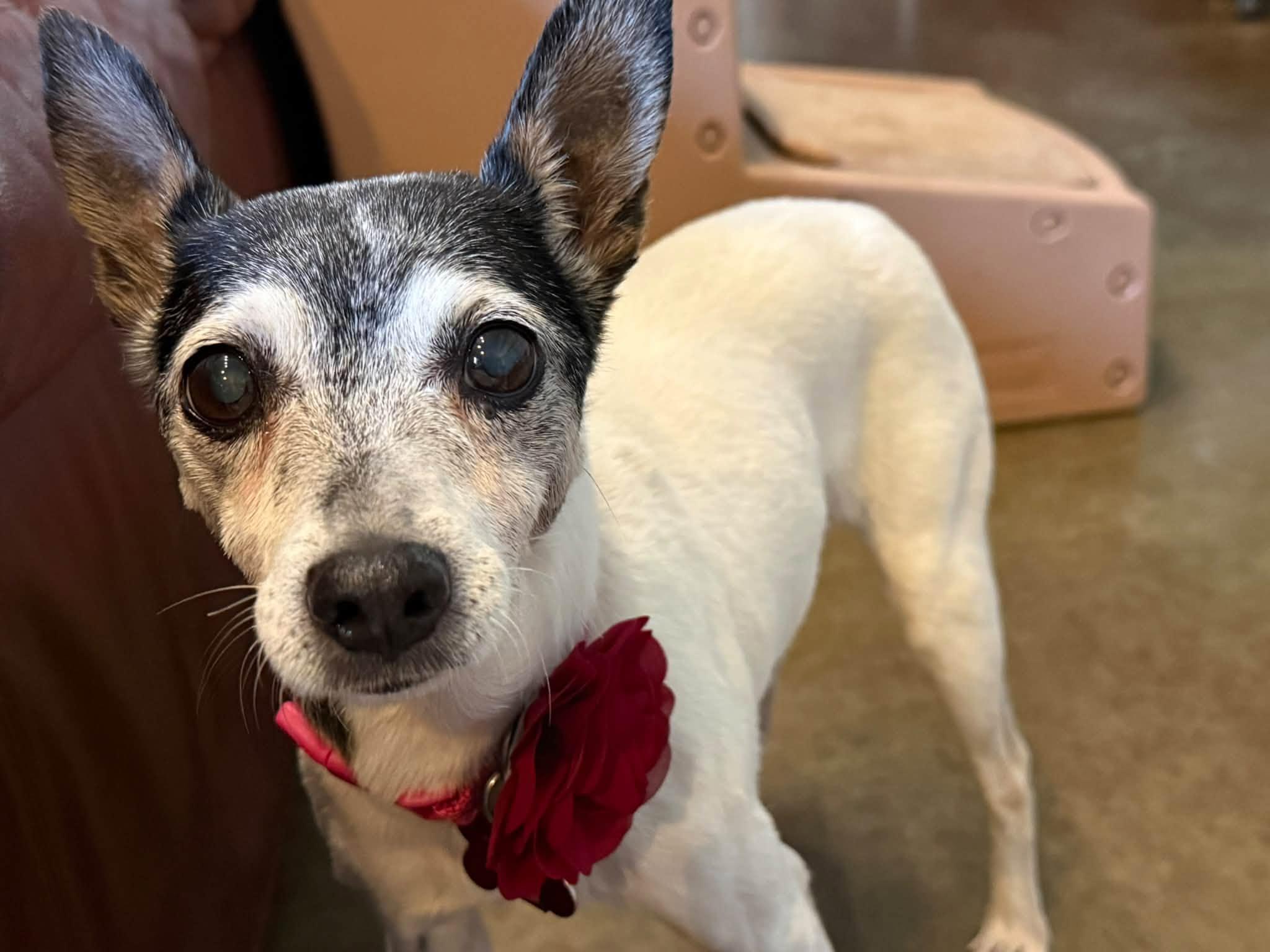 Enlarge Penny, a Adoptable Rat Terrier in Shawnee, KS image 2/4