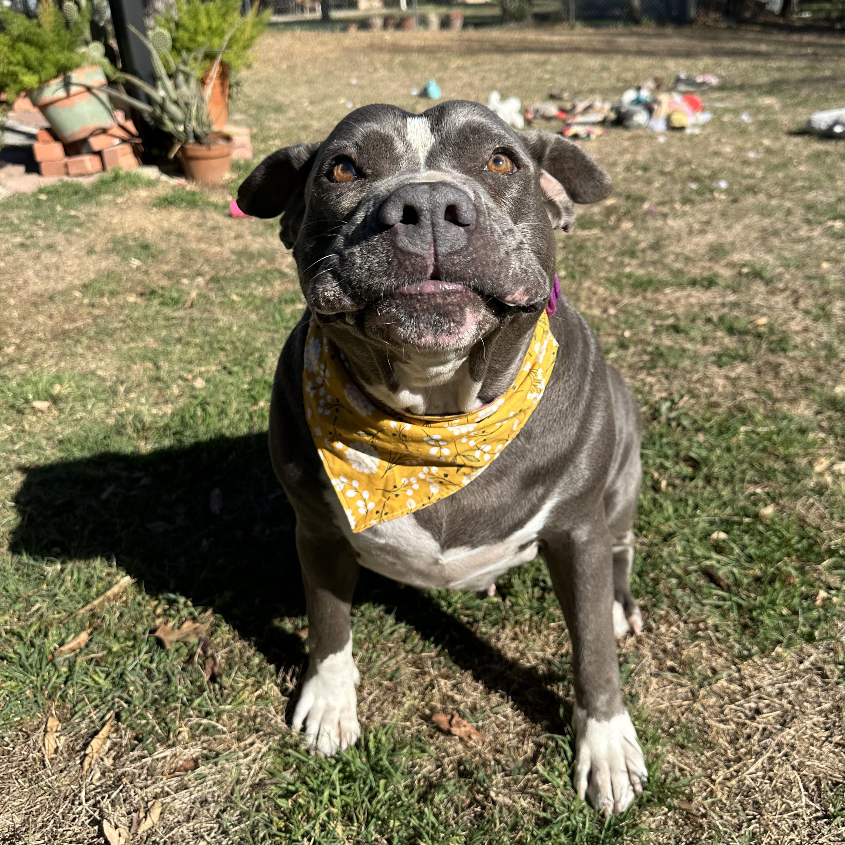 Enlarge Pebbles, a Adoptable mixed breed in Auburn, MA image 5/6