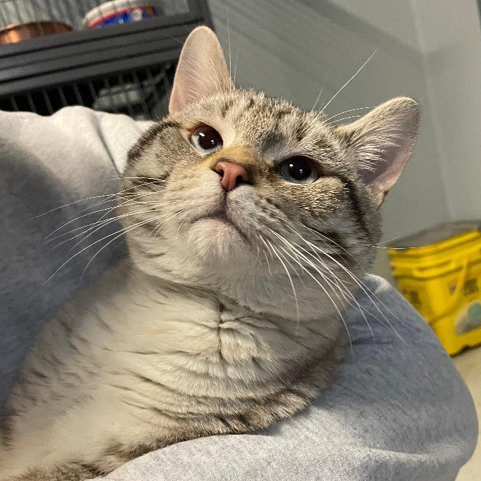 Enlarge Sterling, an adopted Domestic Short Hair in Spencer, IN image 1/3