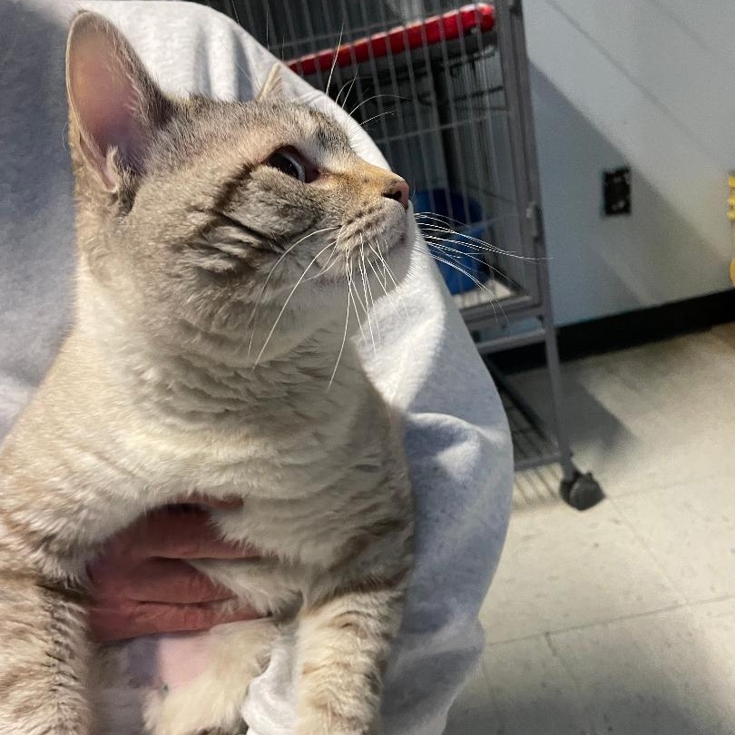 Enlarge Sterling, an adopted Domestic Short Hair in Spencer, IN image 2/3