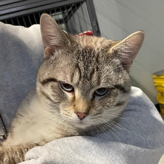 Enlarge Sterling, an adopted Domestic Short Hair in Spencer, IN image 3/3