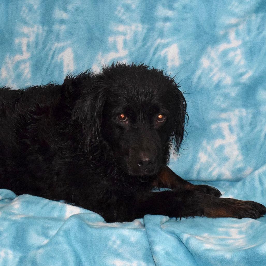 Cricket, Adoptable, Adult Female Australian Shepherd & Mixed Breed.