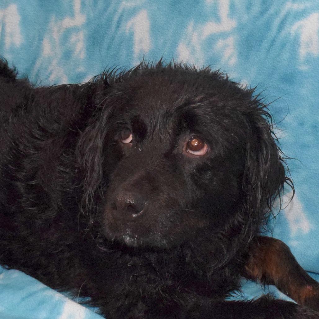 Enlarge Cricket, a Adoptable mixed breed in Eureka, CA image 2/3