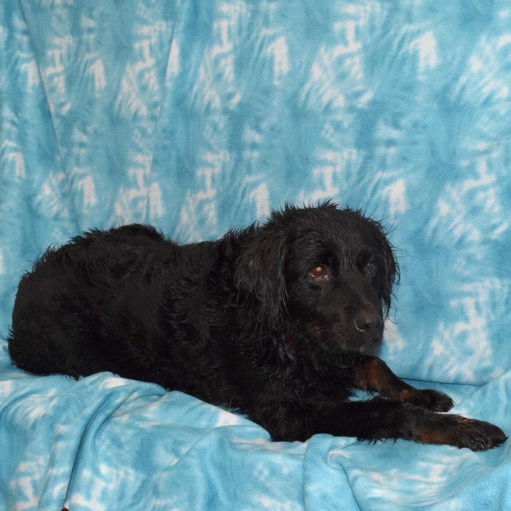 Enlarge Cricket, a Adoptable mixed breed in Eureka, CA image 3/3