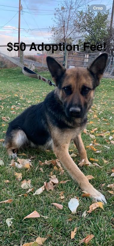 Enlarge Cookie, a Adoptable mixed breed in Wenatchee, WA image 2/5