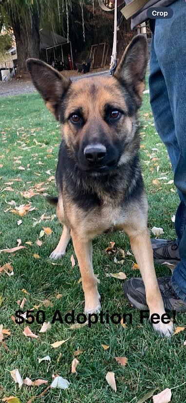 Enlarge Cookie, a Adoptable mixed breed in Wenatchee, WA image 4/5