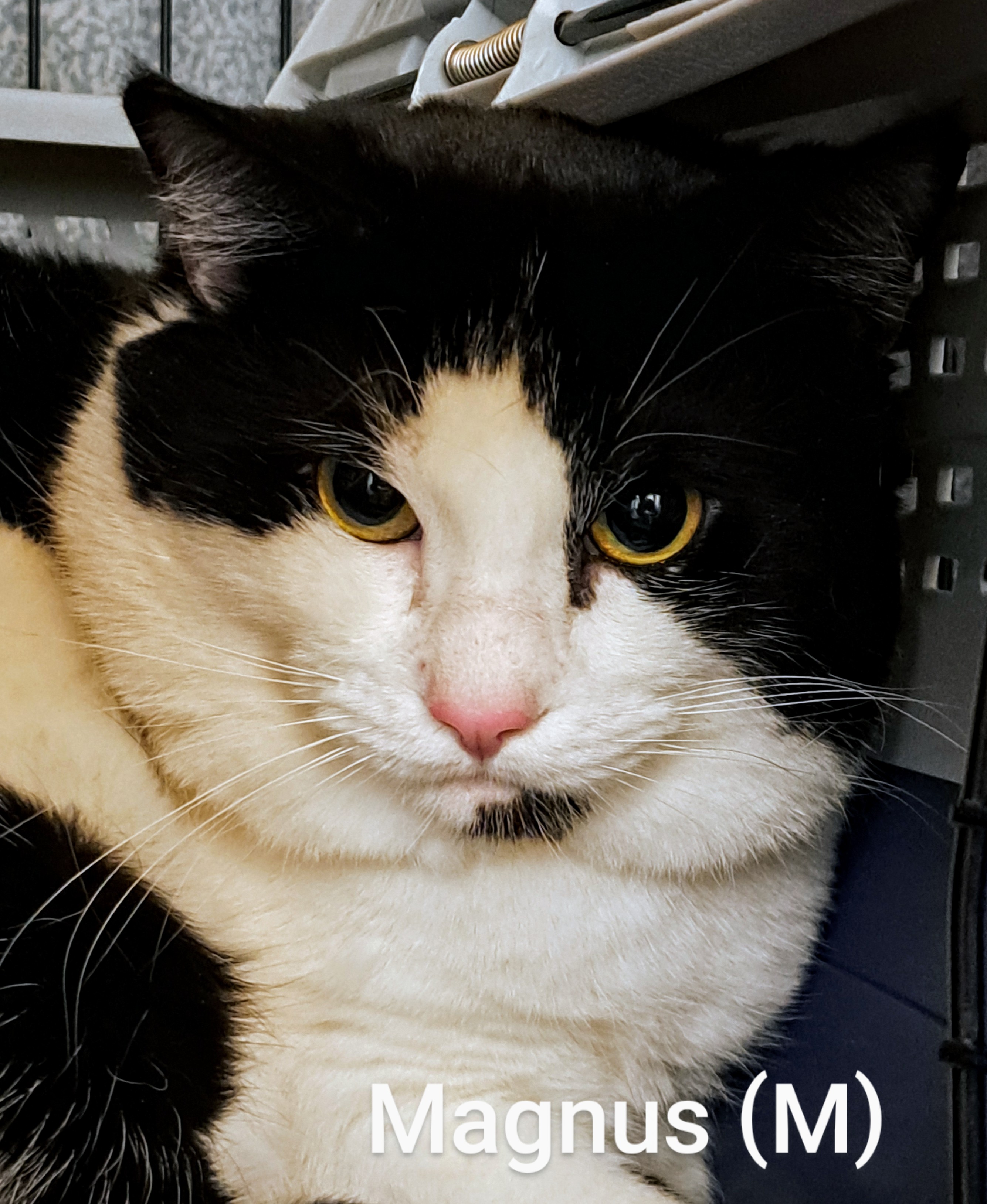 Magnus, an adopted Domestic Short Hair in Maple Ridge, BC_image-1