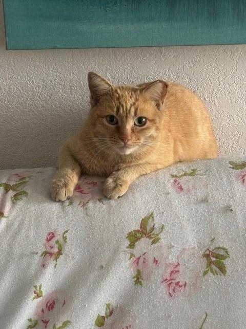 Enlarge Lucille, a ADOPTABLE Domestic Short Hair in Mesa, AZ image 2/6