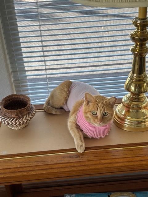 Enlarge Lucille, a ADOPTABLE Domestic Short Hair in Mesa, AZ image 3/6