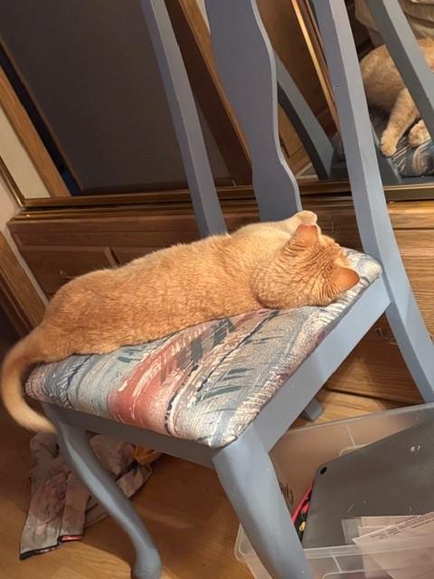 Enlarge Lucille, a ADOPTABLE Domestic Short Hair in Mesa, AZ image 4/6