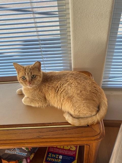 Enlarge Lucille, a ADOPTABLE Domestic Short Hair in Mesa, AZ image 1/6