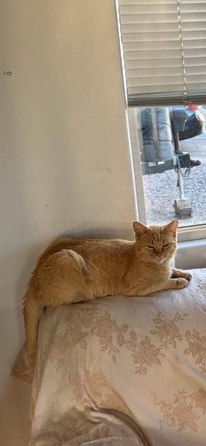 Enlarge Lucille, a ADOPTABLE Domestic Short Hair in Mesa, AZ image 5/6