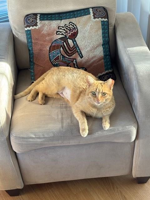 Enlarge Lucille, a ADOPTABLE Domestic Short Hair in Mesa, AZ image 6/6