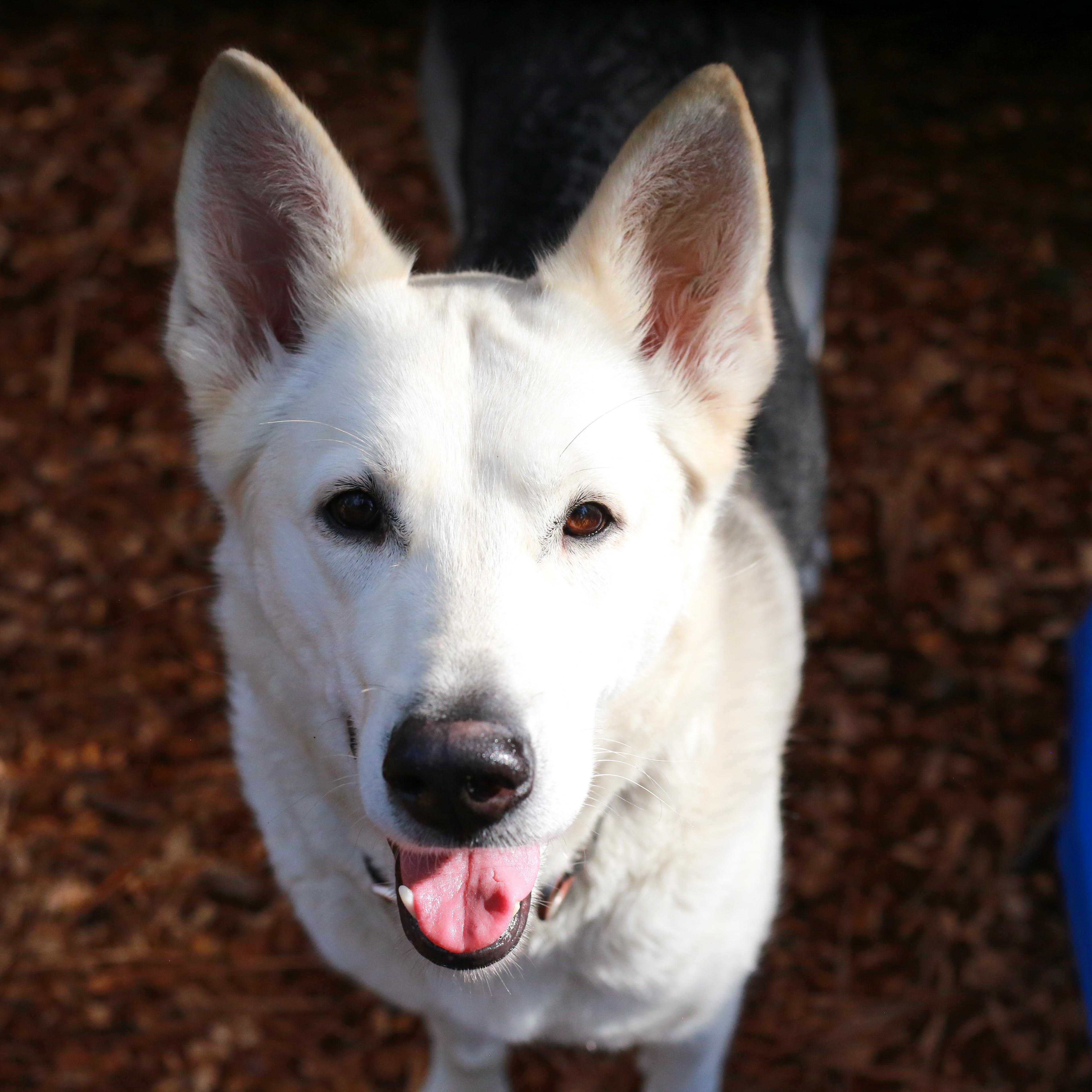 Diamond, adoptable, Adult Female Shepherd.