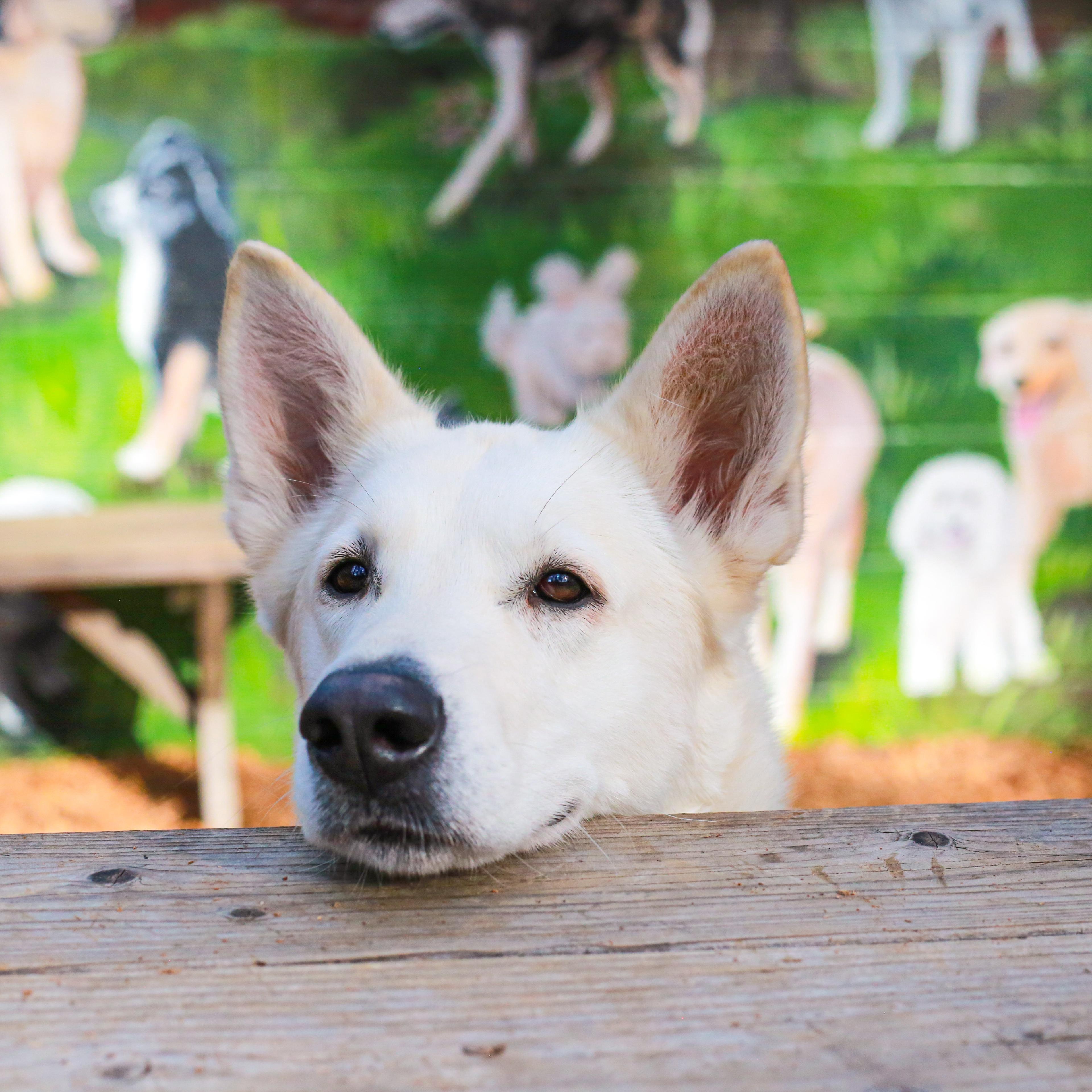 Enlarge Diamond, an adoptable mixed breed in Grass Valley, CA image 2/5