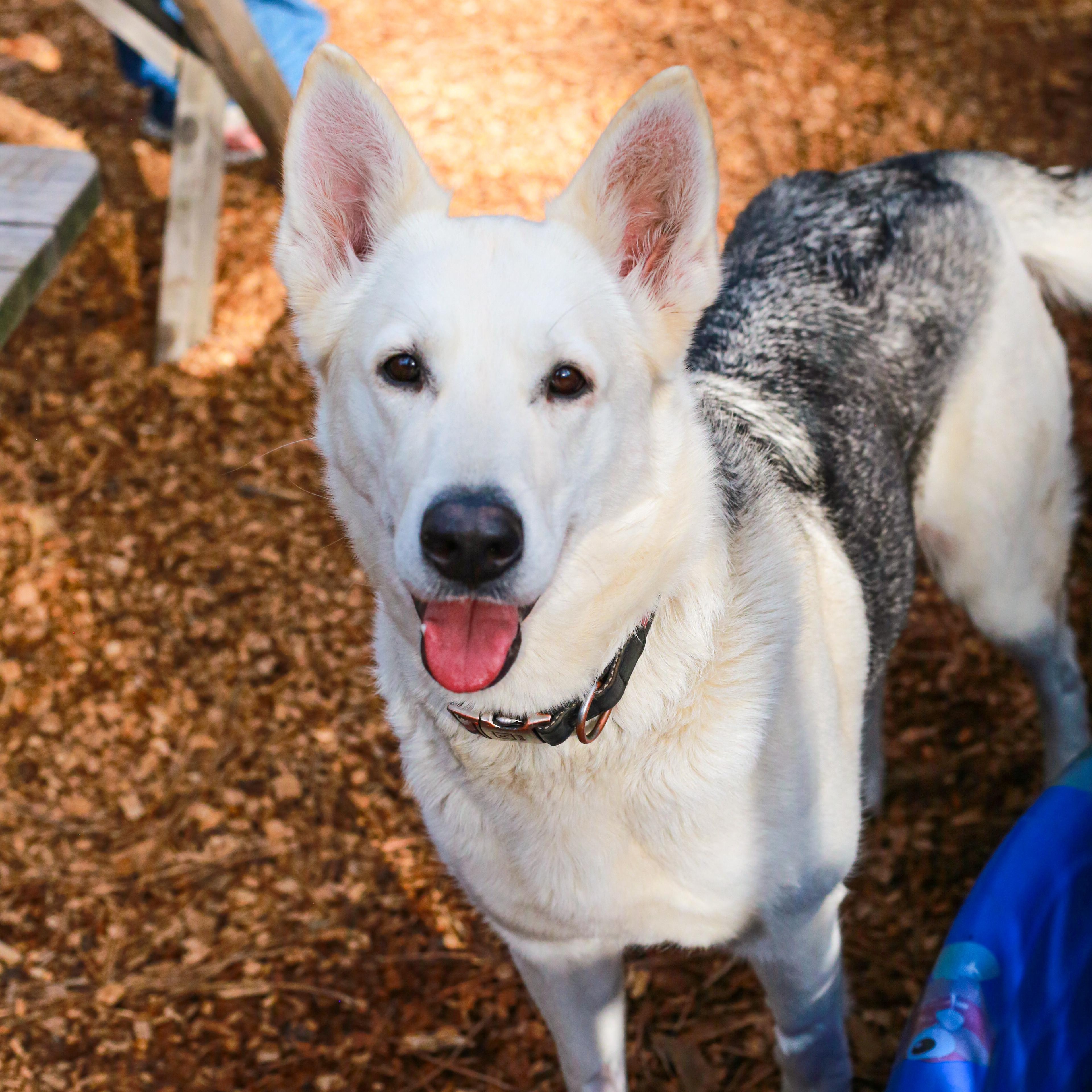 Enlarge Diamond, an adoptable mixed breed in Grass Valley, CA image 3/5