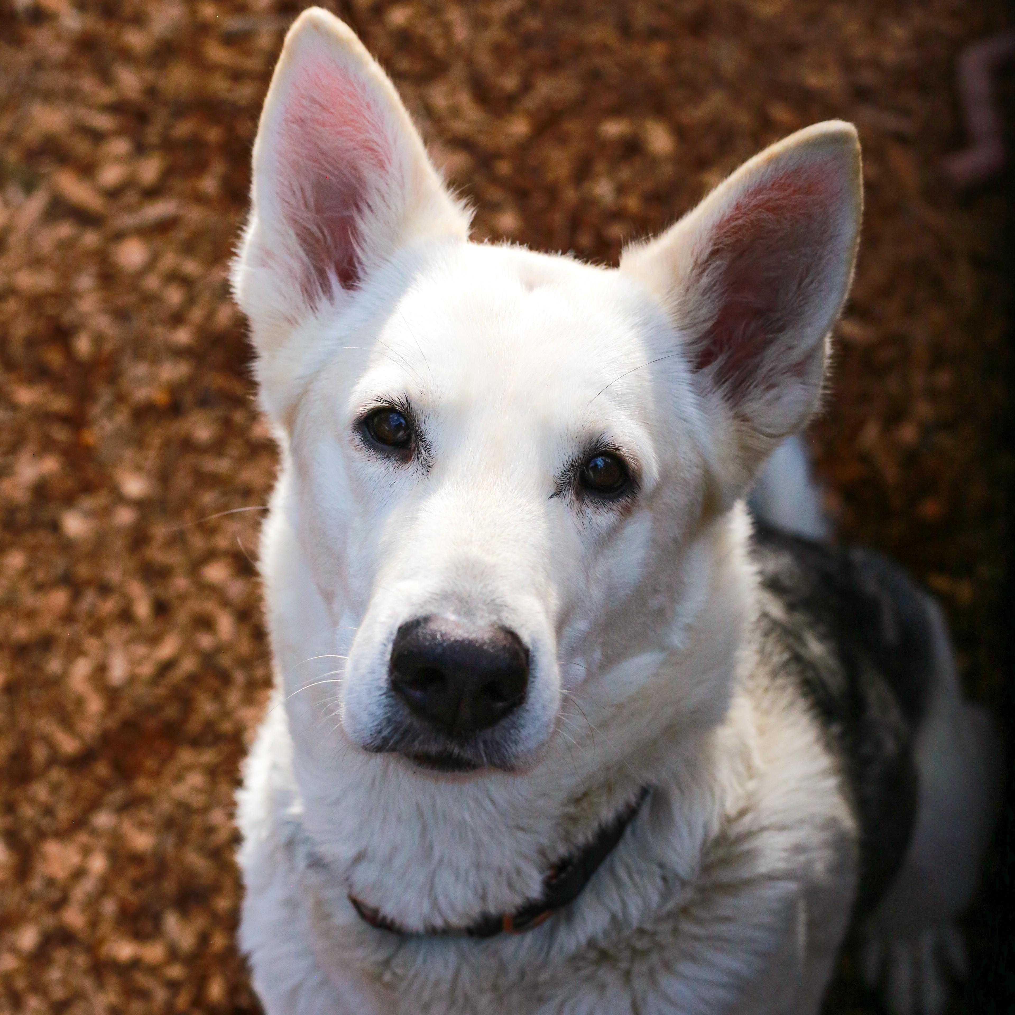 Enlarge Diamond, an adoptable mixed breed in Grass Valley, CA image 4/5