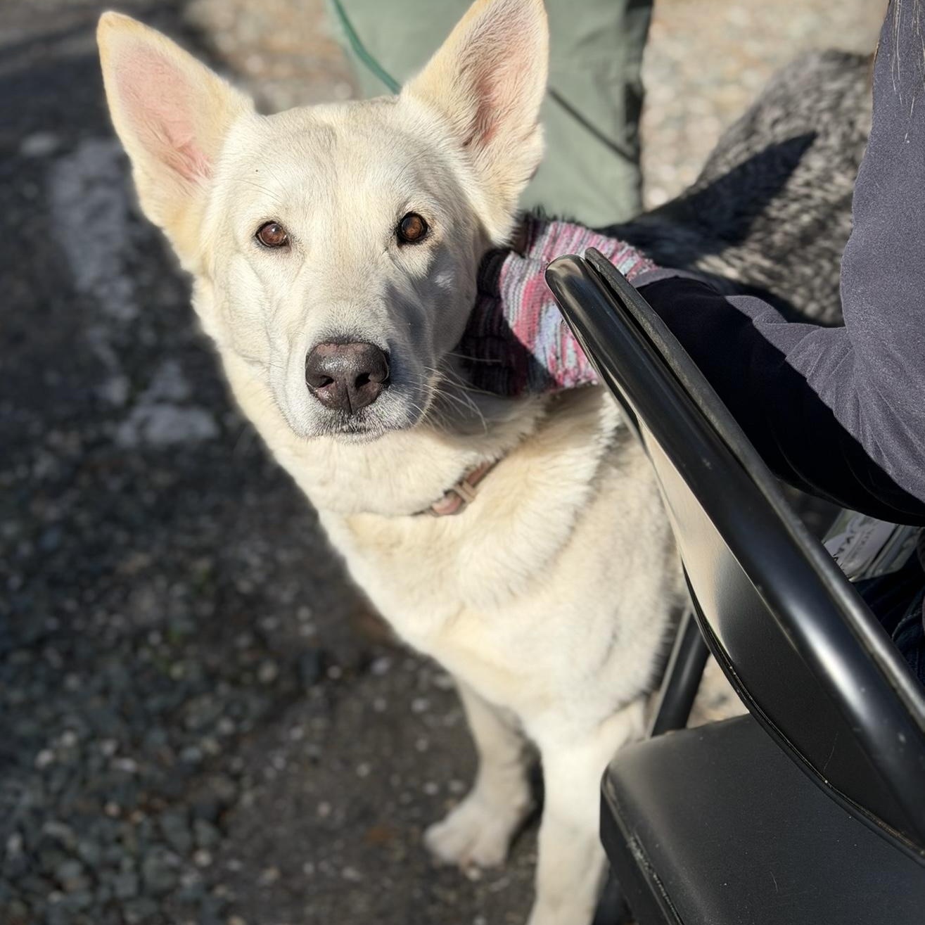 Enlarge Diamond, an adoptable mixed breed in Grass Valley, CA image 5/5