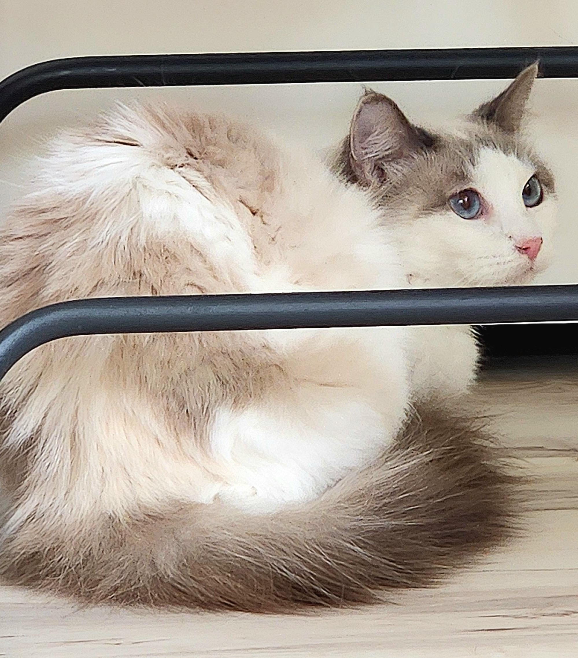 Cashmere, a Adoptable mixed breed in Monrovia, CA image 2/4