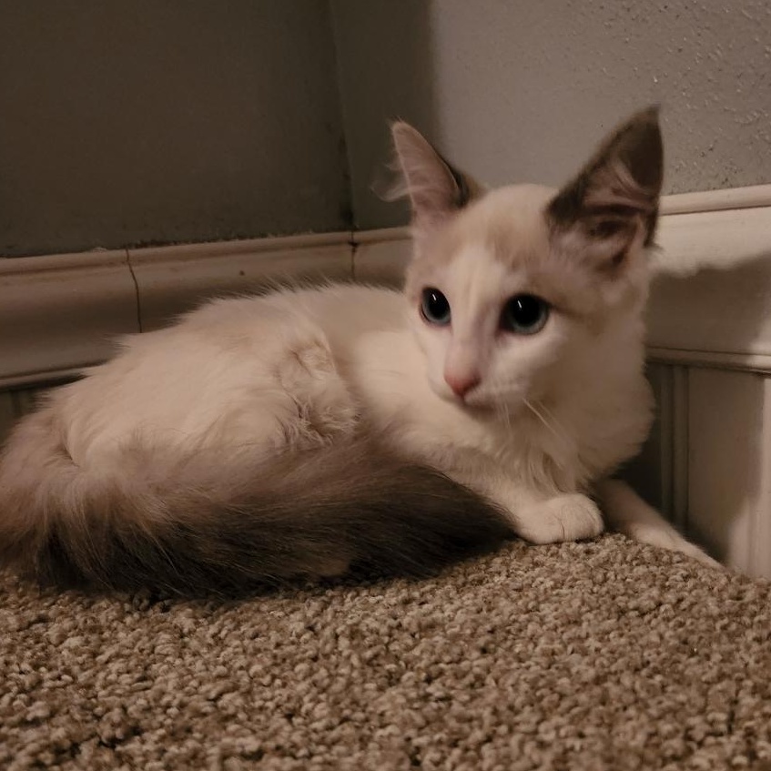 Cashmere, a Adoptable mixed breed in Monrovia, CA image 4/4