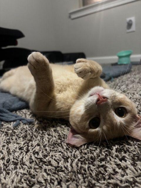 Enlarge Knox, a Adoptable Domestic Short Hair in Lafayette, LA image 4/5