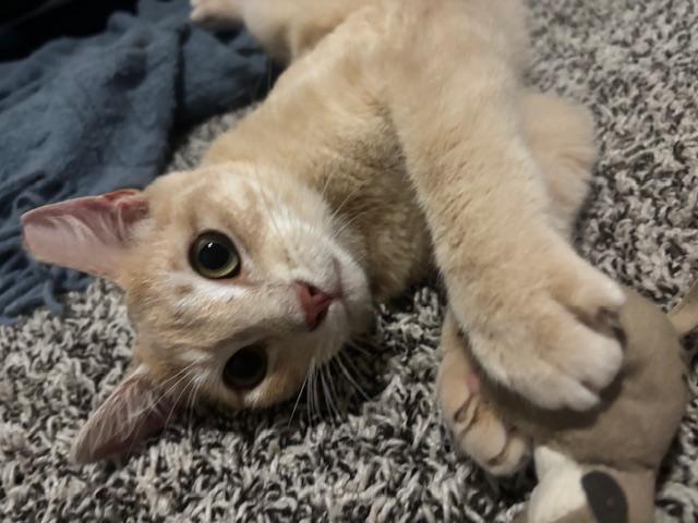 Enlarge Knox, a Adoptable Domestic Short Hair in Lafayette, LA image 2/5