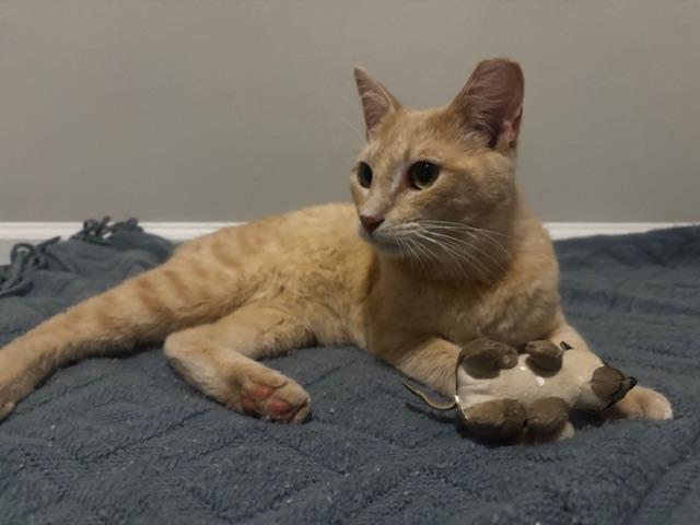 Enlarge Knox, a Adoptable Domestic Short Hair in Lafayette, LA image 3/5