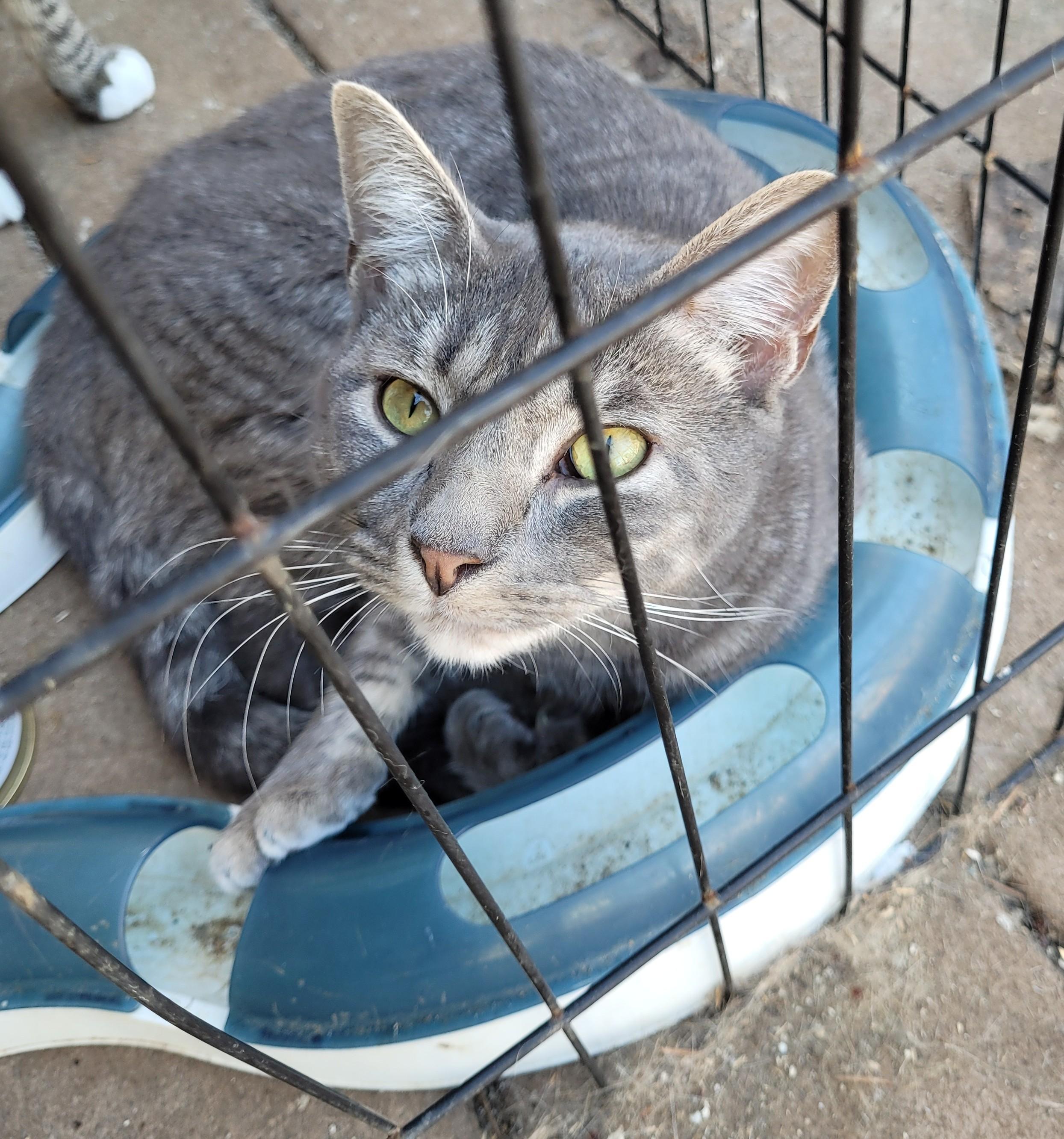 Enlarge Meet Felicity – A Gentle Spirit with a Playful Heart, a Adoptable mixed breed in Toledo, OR image 1/4