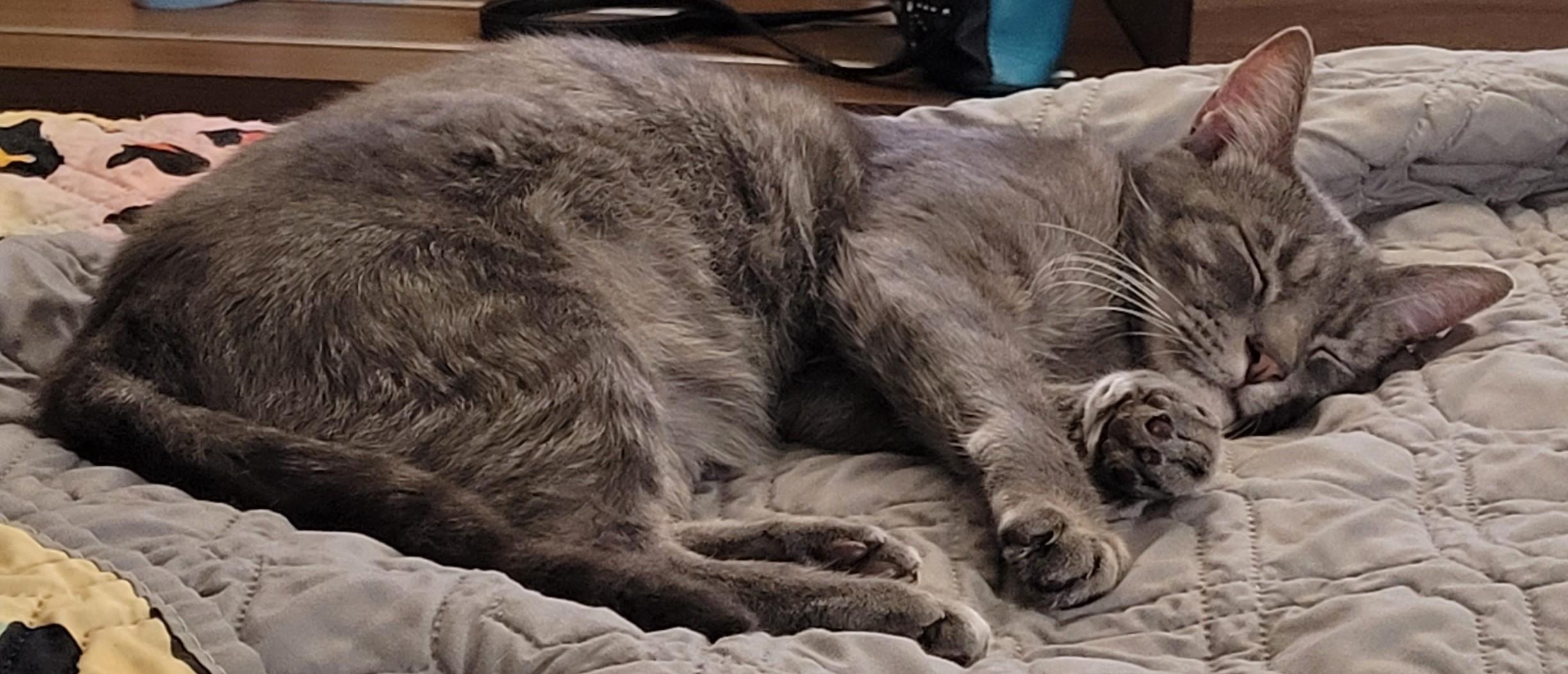 Enlarge Meet Felicity – A Gentle Spirit with a Playful Heart, a Adoptable mixed breed in Toledo, OR image 2/4