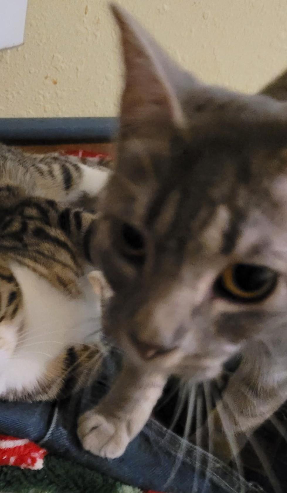 Enlarge Meet Felicity – A Gentle Spirit with a Playful Heart, a Adoptable mixed breed in Toledo, OR image 3/4