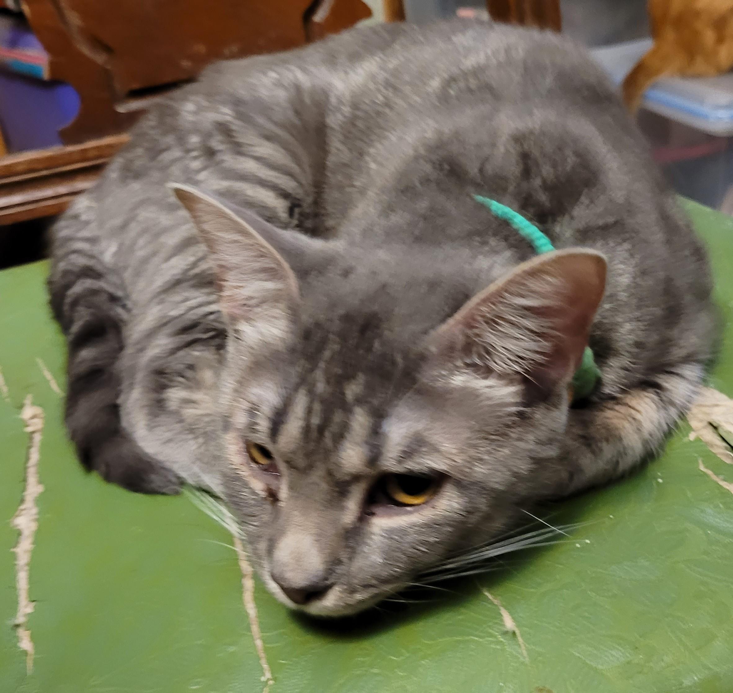 Enlarge Meet Felicity – A Gentle Spirit with a Playful Heart, a Adoptable mixed breed in Toledo, OR image 4/4