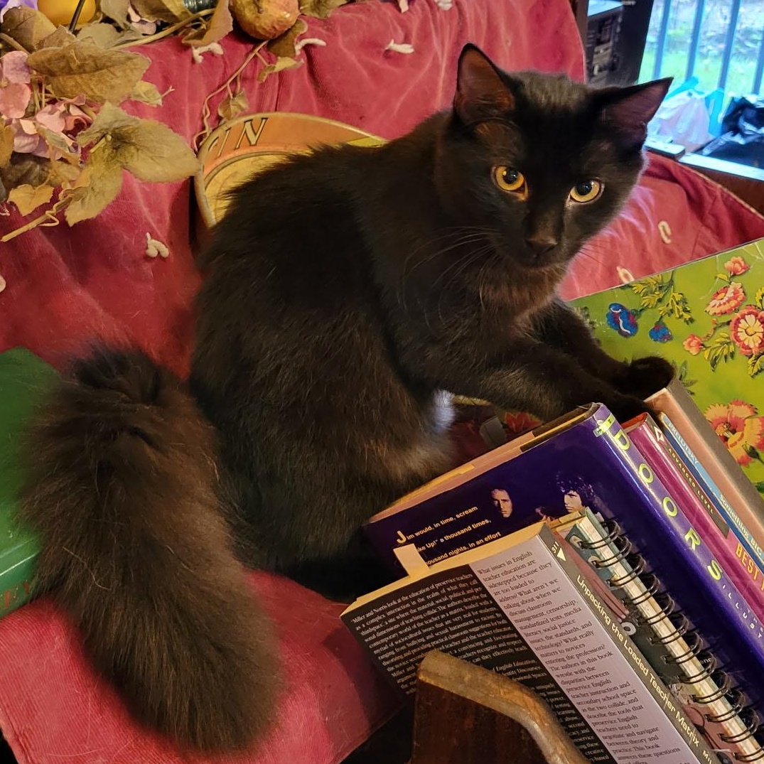 Enlarge Molly, a Adoptable Domestic Medium Hair in Export, PA image 4/4