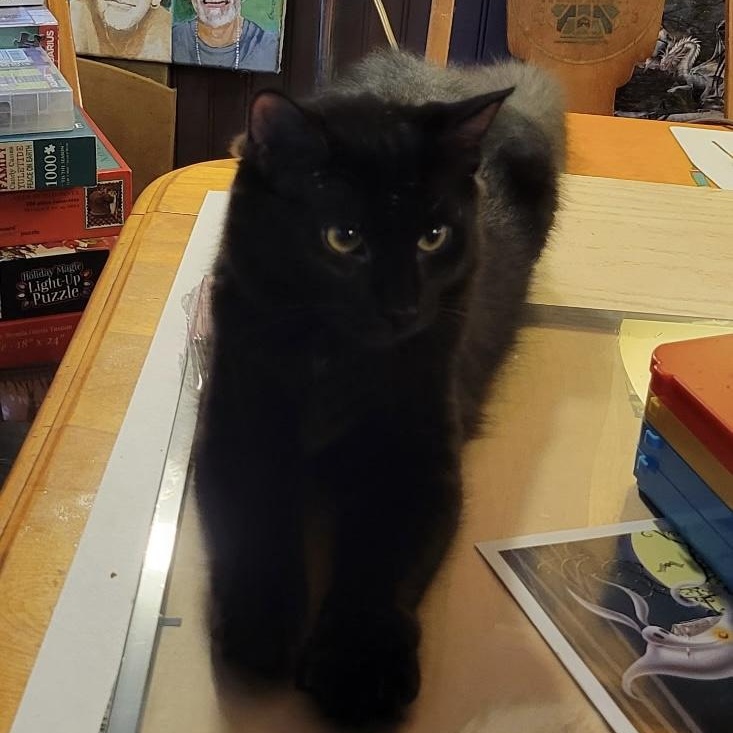 Enlarge Molly, a Adoptable Domestic Medium Hair in Export, PA image 3/4