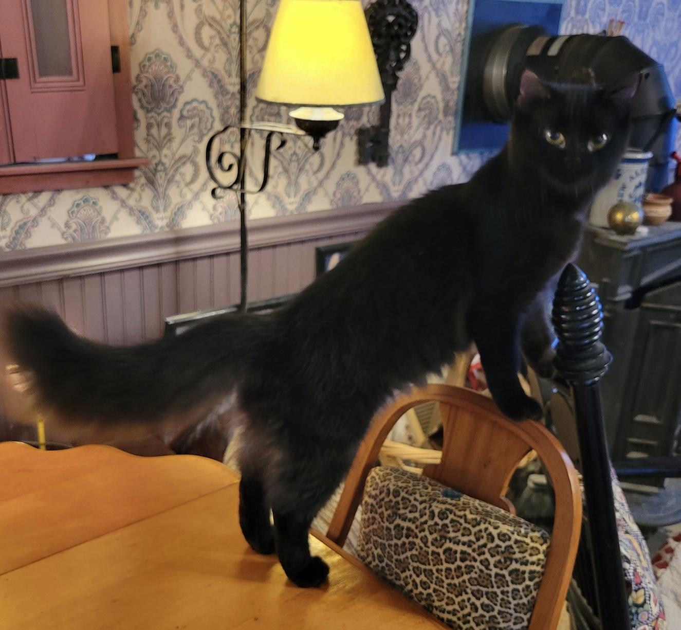 Molly, Adoptable, Young Female Domestic Medium Hair.
