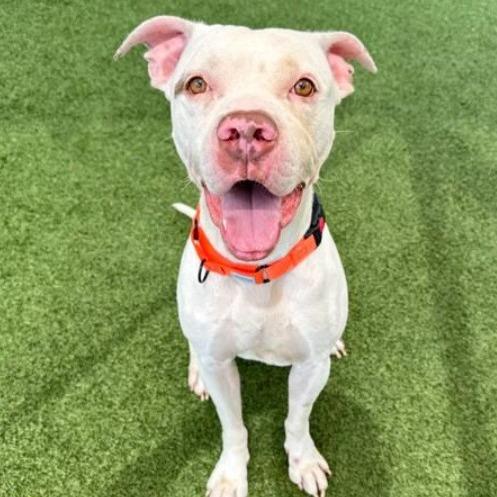 Johan, Adoptable, Adult Male Mixed Breed.