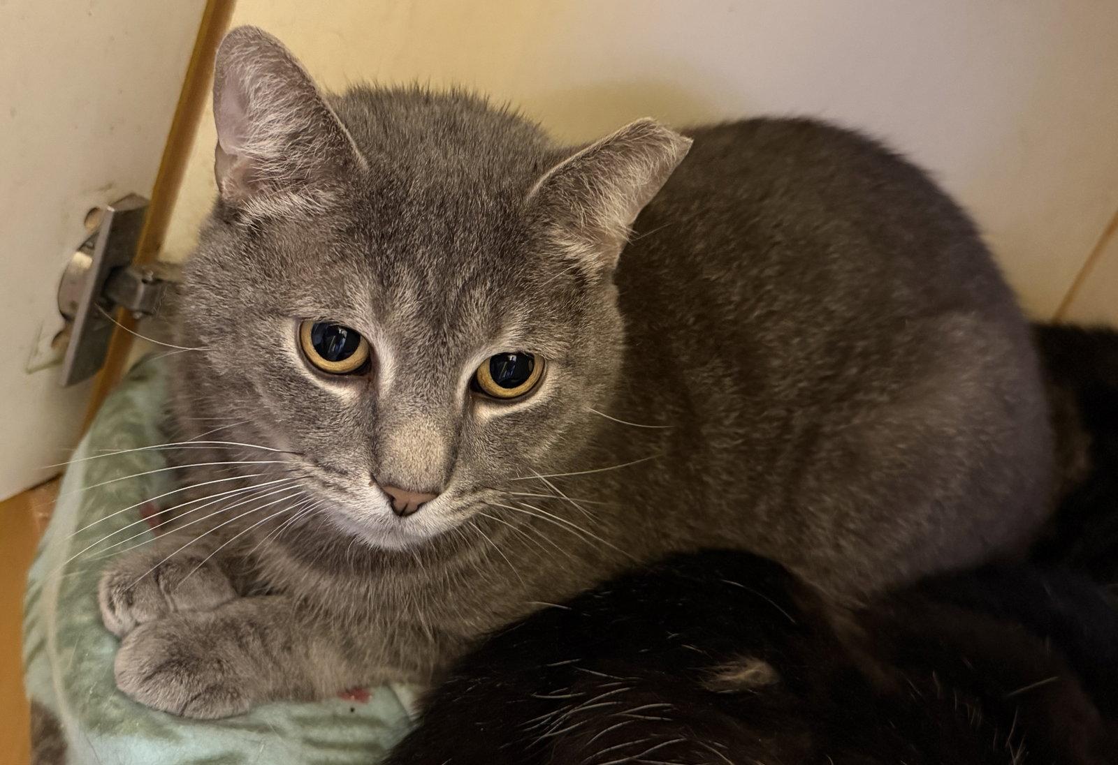 Spencer Gray, Adoptable, Adult Male Domestic Short Hair.