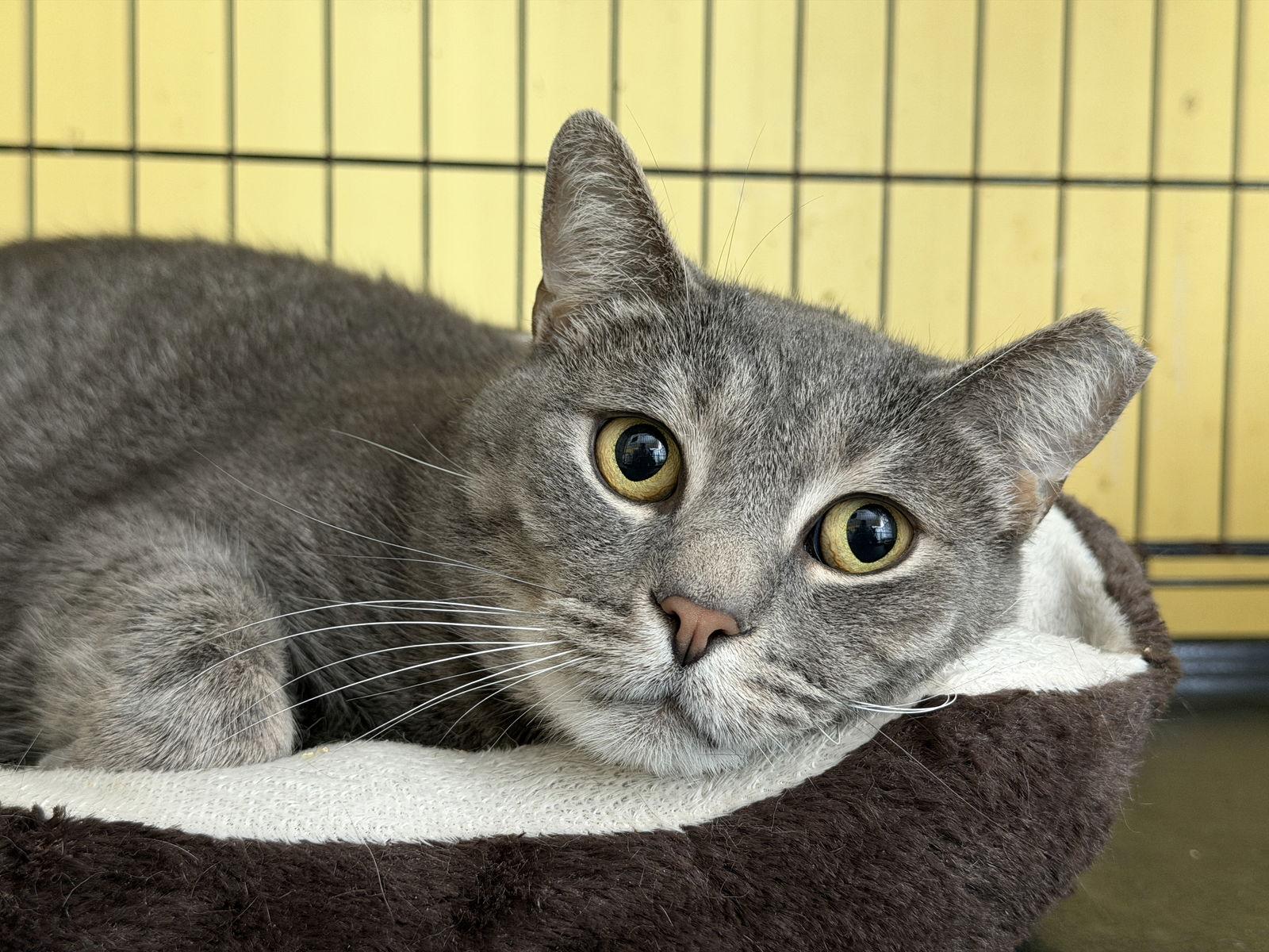 Spencer Gray, a Adoptable Domestic Short Hair in Broomall, PA image 2/3